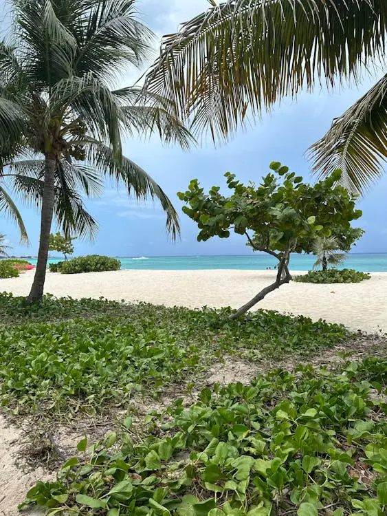 free-photo-of-view