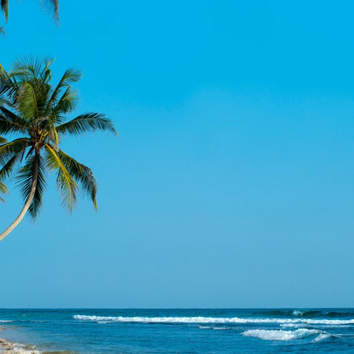 palm-trees